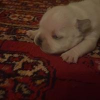 Cuccioli di bulldog francese