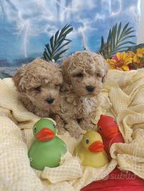 MaltiPoo Cuccioli Albicocca Intenso