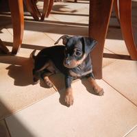 Ultimi cuccioli pinscher