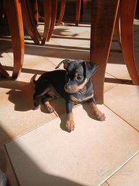 Ultimi cuccioli pinscher