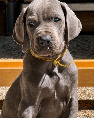 Cuccioli di Alano