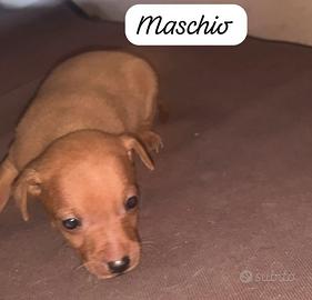 Cuccioli di Pincher