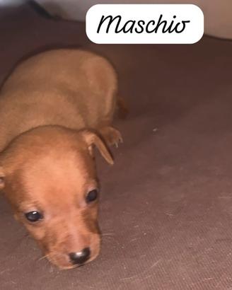 Cuccioli di Pincher