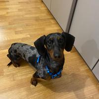 Cane per accoppiamento