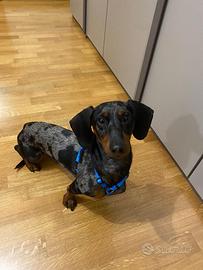 Cane per accoppiamento