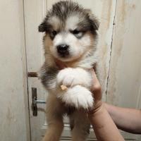 Cuccioli Alaskan Malamute