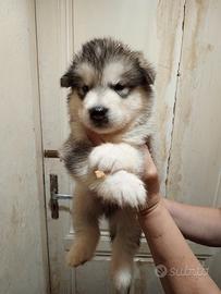 Cuccioli Alaskan Malamute