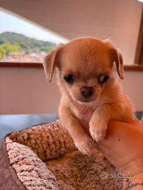 Chihuhua