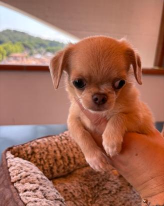 Chihuhua