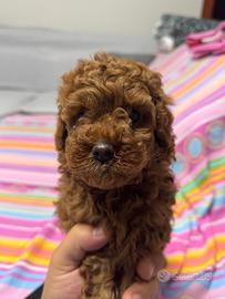 Barboncini Red mini toy maschi e femmina