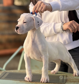 Cuccioli Dogo Argentino