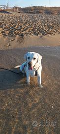 Labrador maschio con pedigree disponibile per mont