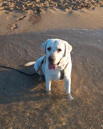 Labrador maschio con pedigree disponibile per mont