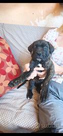 Cuccioli di cane corso