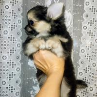 Chihuahua pelo lungo femminuccia