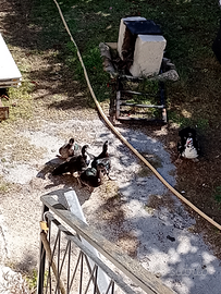 Papere mute e galline coppie il lotto