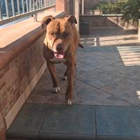 Pitbull Red Noise di 6 anni