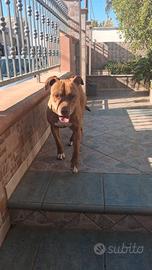 Pitbull Red Noise di 6 anni