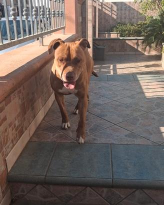 Pitbull Red Noise di 6 anni