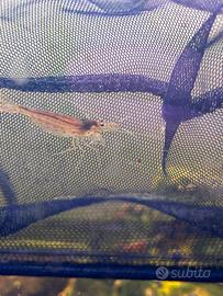 Caridine Neocaridine JAPONICA - AMANO