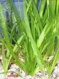 Vallisneria nana