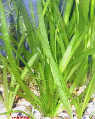 Vallisneria nana