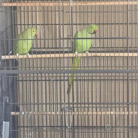 Parrochetti del collare