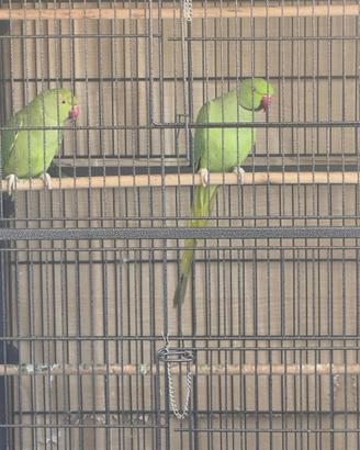 Parrochetti del collare
