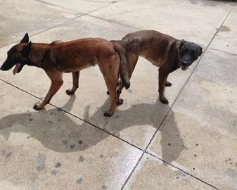 Pastori belga malinois