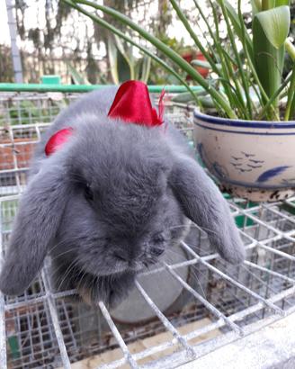 Conigli nani ARIETI BLU DI VIENNA2mesi