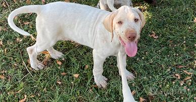 Cuccioli Bracco Pointer