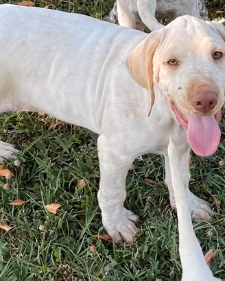 Cuccioli Bracco Pointer