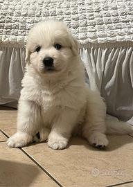 Cuccioli Pastore Maremmano Abruzzese