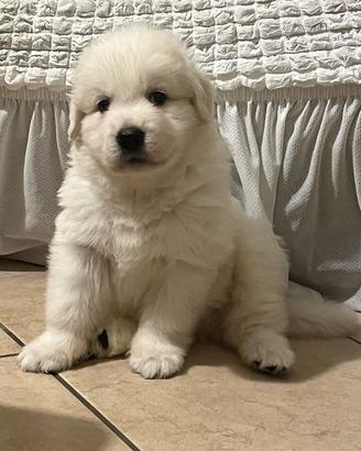 Cuccioli Pastore Maremmano Abruzzese