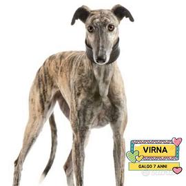 VIRNA galgo spagnolo 7 anni in adozione a Latina