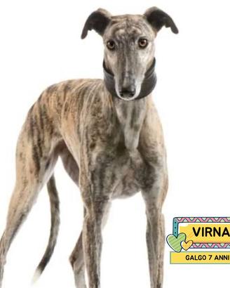 VIRNA galgo spagnolo 7 anni in adozione a Latina