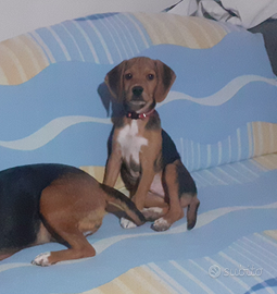 Beagle nano segugio