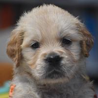 Cuccioli golden retriever