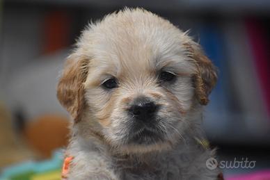 Cuccioli golden retriever