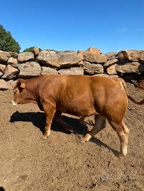 Toro limousine