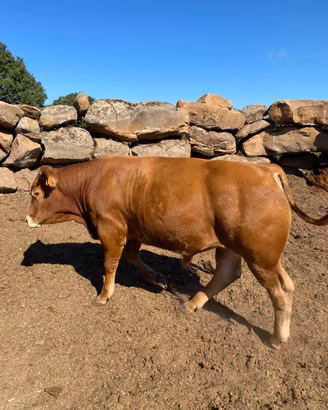 Toro limousine