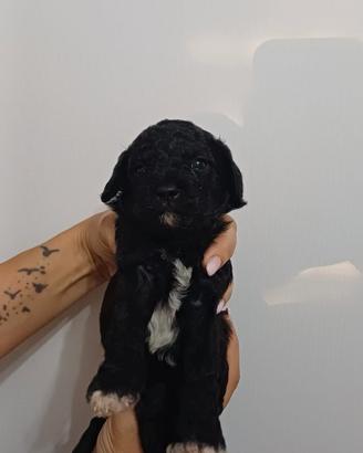 Cuccioli cavapoo