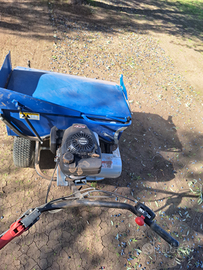 Raccoglitrice olive e frutto