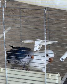 Parrocchetti con voliera