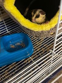 Petauro dello zucchero