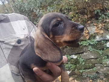 Segugio dell'Appennino