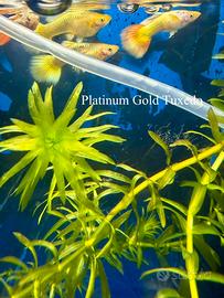 Coppia guppy show Platinum Gold Tuxedo