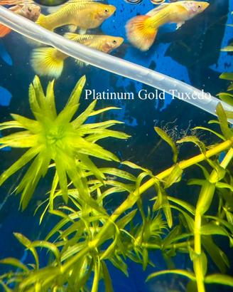 Coppia guppy show Platinum Gold Tuxedo