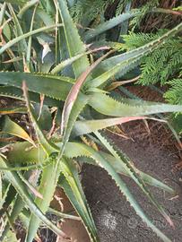 piante di aloe