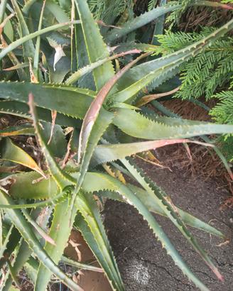 piante di aloe